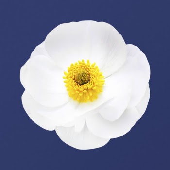 White mountain buttercup, flower collage | Free PSD - rawpixel