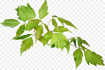 White mulberry Leaf Encapsulated PostScript - leafs 