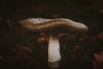 White Mushroom