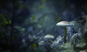 White Mushrooms Digital Wallpaper