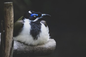 White Nad Black Bird