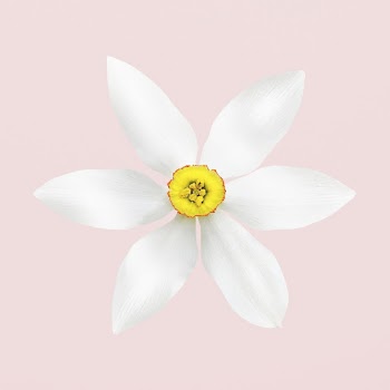 White narcissus, flower clipart | Free Photo - rawpixel