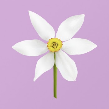 White narcissus, flower clipart psd | Free PSD - rawpixel
