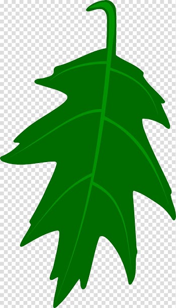 White oak English oak , h transparent background PNG clipart