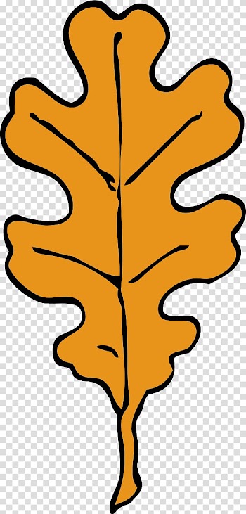 White oak English oak Quercus coccinea Quercus velutina , Of Oak Leaves transparent background PNG clipart