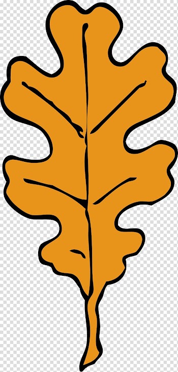White oak Leaf Acorn , Oak Leaf transparent background PNG clipart