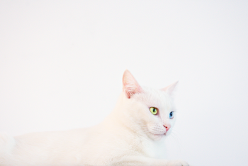 White Odd-eye Cat Lying on White Surface