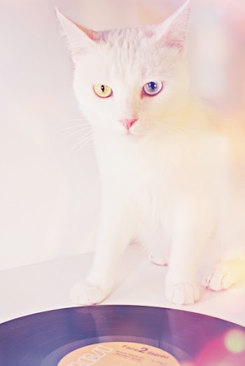 White Odd-eyed Cat on White Desk