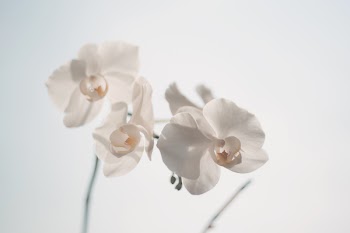 White orchid