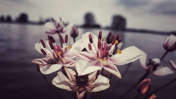 White Orchid
