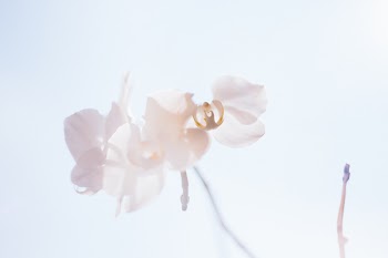 White orchid 2