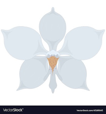 white orchid flower