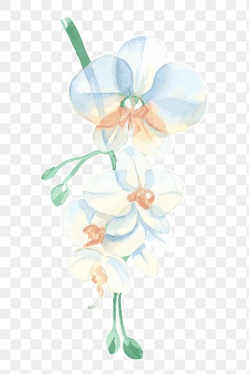 White orchid flower transparent png watercolor sticker