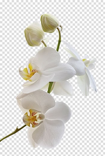 White orchid flowers, Orchids Flower Blog , flower transparent background PNG clipart