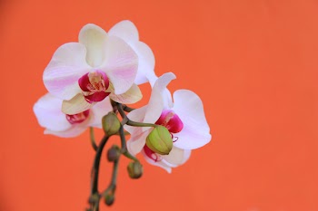 White Orchid Flowers Photography