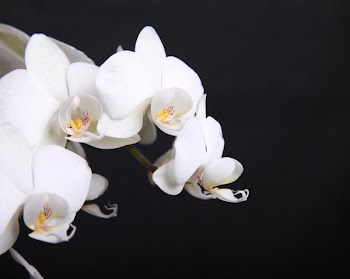 white_orchids.jpg
