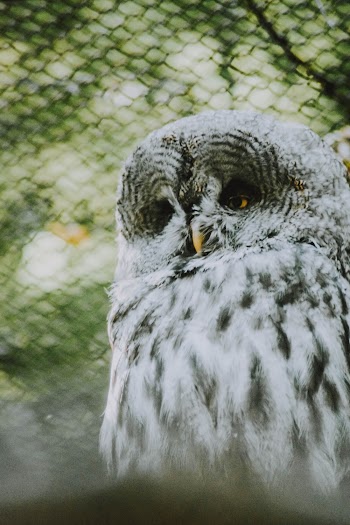 White Owl
