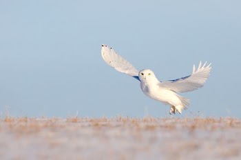 white owl