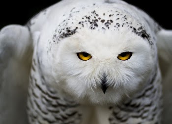 White Owl Close-up Photography