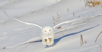 white owl flying above snow ground