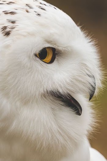 white owl in shallow focus photography