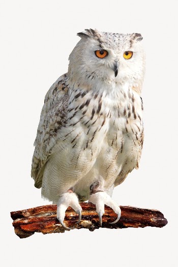 White owl isolated on white, | Free PSD - rawpixel