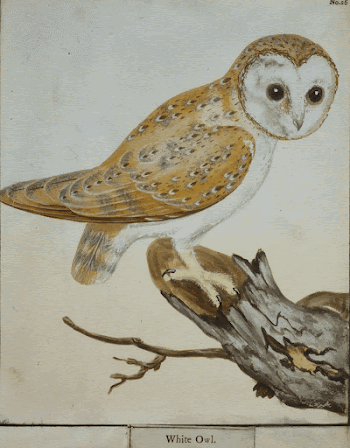 White Owl, No. 26 (1789) | Free Photo - rawpixel