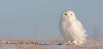 white owl standing