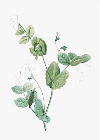 White pea flower | Free stock vector - 574022