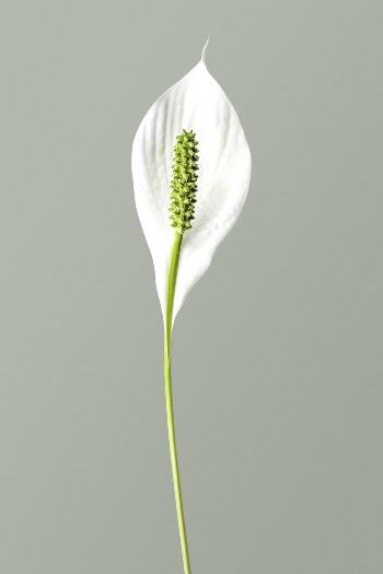 White peace lily, flower clipart | Free Photo - rawpixel