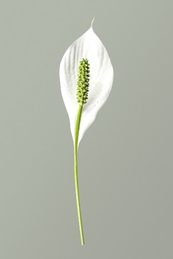 White peace lily, flower collage | Free PSD - rawpixel