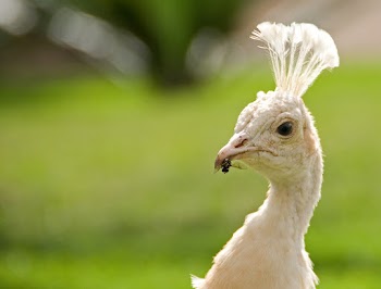 White Peafowl