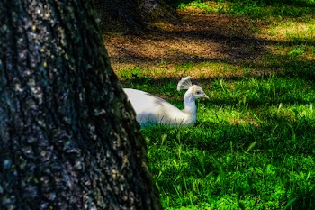 White Peahen