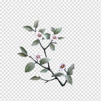 White pear transparent background PNG clipart
