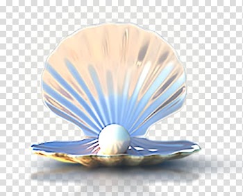 White pearl with shell, Seashell Computer file, Seashells transparent background PNG clipart