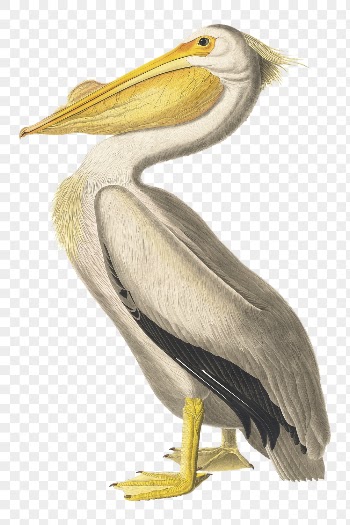 White pelican bird png sticker | Free PNG - rawpixel