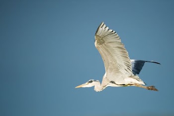 white pelican in flight