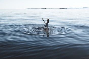 White Pelican on Body of Water