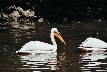 White Pelican on Water