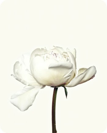 White peony flower. Free public | Free Photo - rawpixel