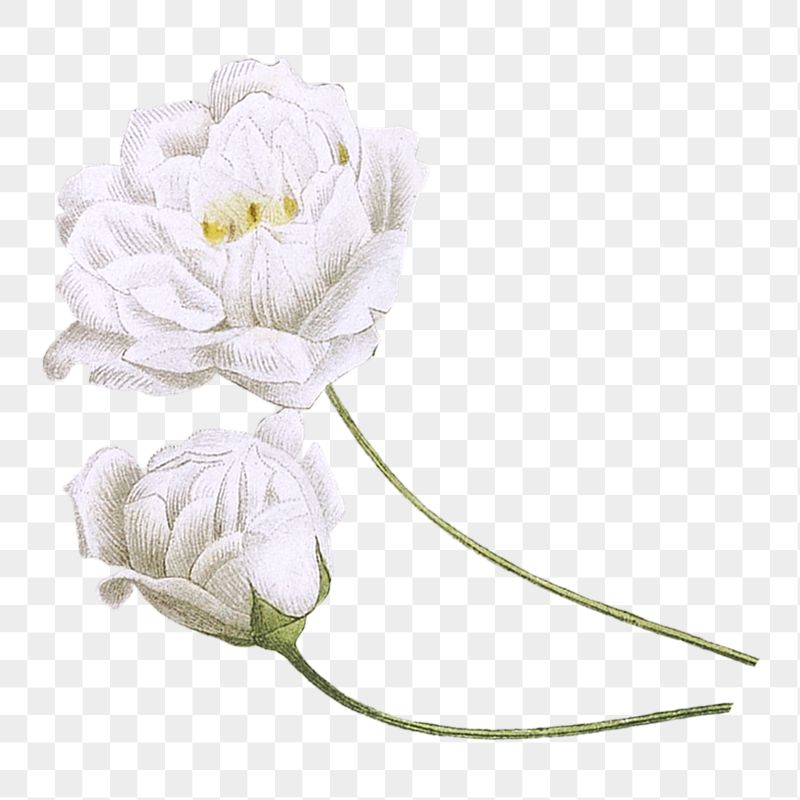 White peony flower png sticker, | Free PNG - rawpixel