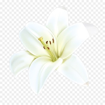 White Petal Cut flowers - Hand-painted lily decoration 
