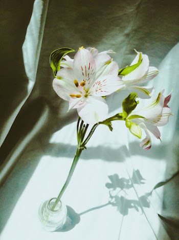 White Petal Flower