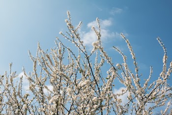 White Petal Flower during Day Time