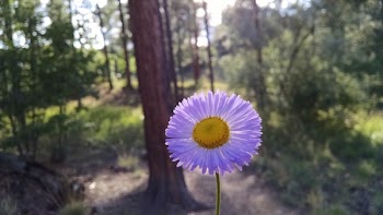 White Petal Flower Near Brown Tree Trunk and Green Trees