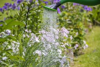 White Petal Flower Sprinkled With Water in Green Water Sprinkler