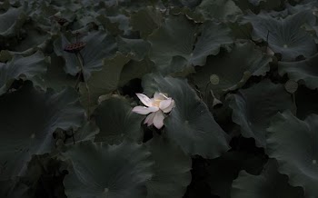 white petal flower with green leaves