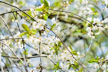 White Petal Flowers