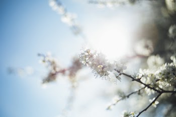 White Petaled Flower