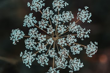 White-petaled Flower